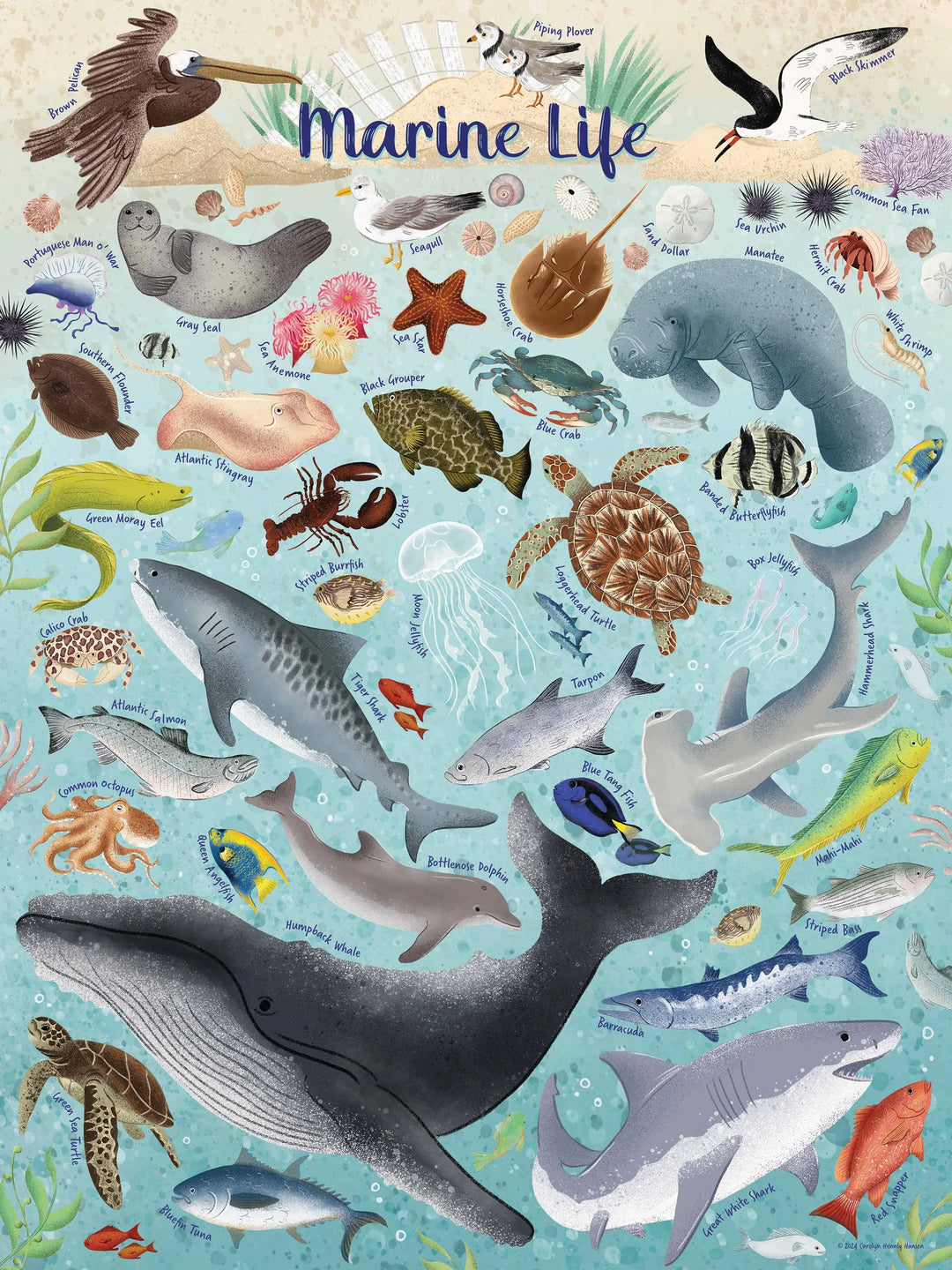 True South Marine Life Puzzle