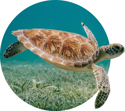 My Fahlo The Journey - Turtle Tracking Bracelet - 5 Colors