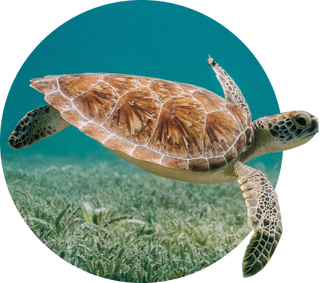 My Fahlo The Journey - Turtle Tracking Bracelet - 5 Colors